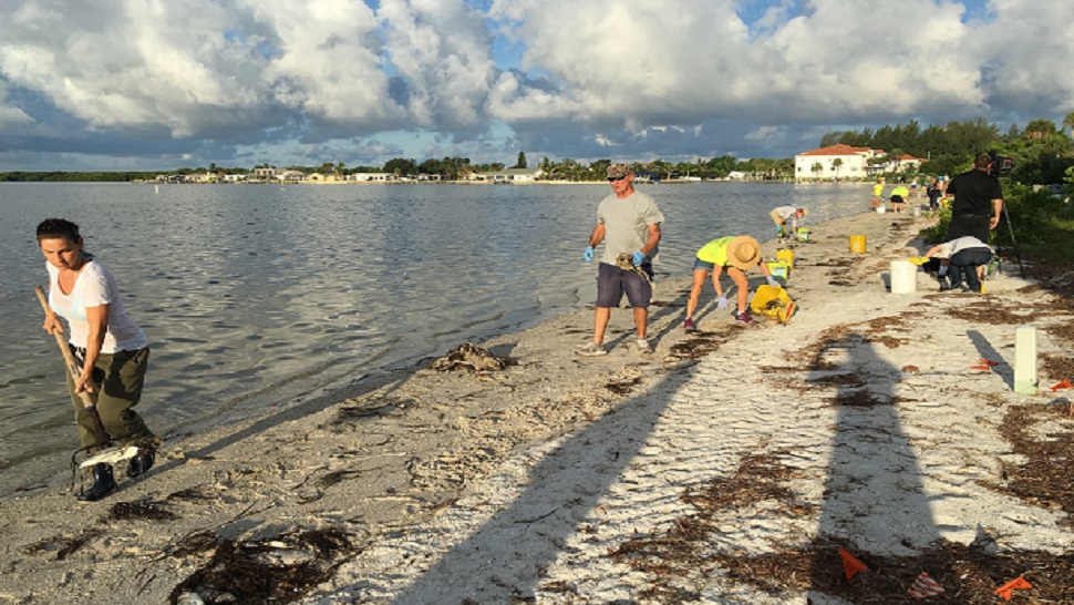 Volunteers lend a hand Wednesday morning in clean up efforts on the Palma Sol Causeway. (Fallon Silcox, staff)