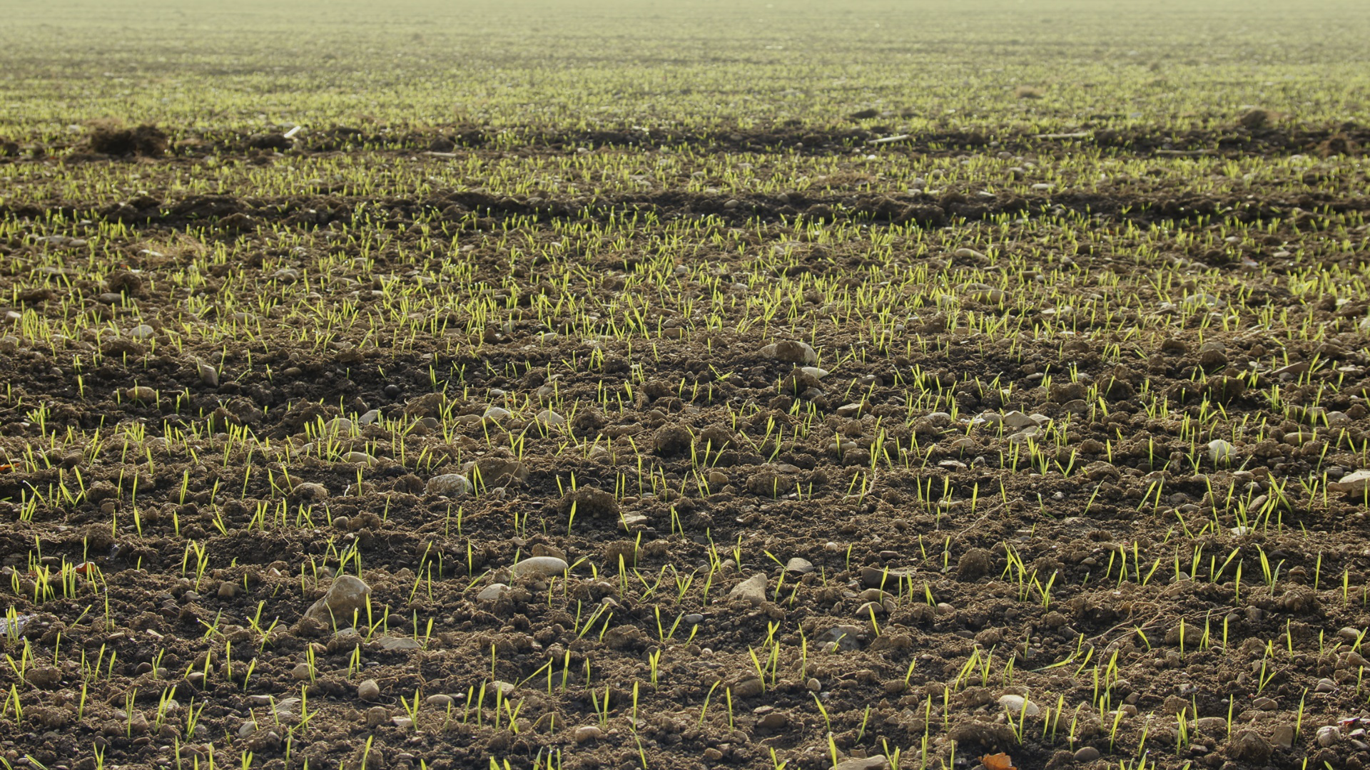 Applied fields. Dose Farmers Spring. Farmer in Spring.