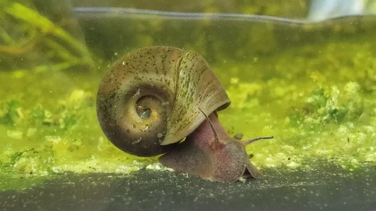 The N.C. Wildlife Resources Commission is reintroducing magnificent ramshorn snails to their natural habitat for the first time in 20 years.