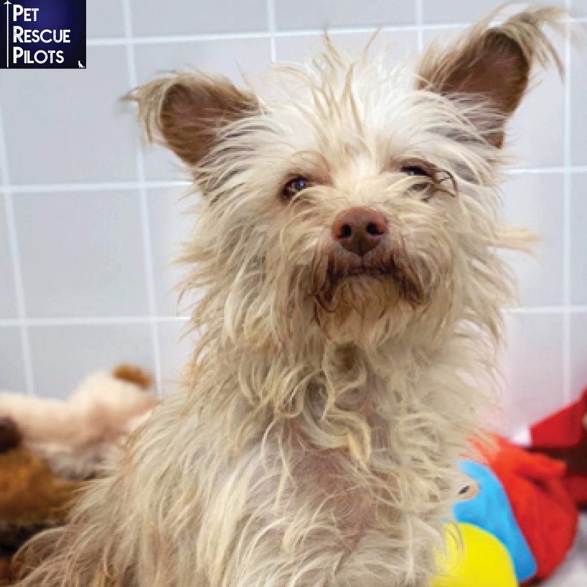 Molly, a 1 year old female Chinese Crested Chi, is very sweet, gentle, and mellow. She loves all people and dogs.