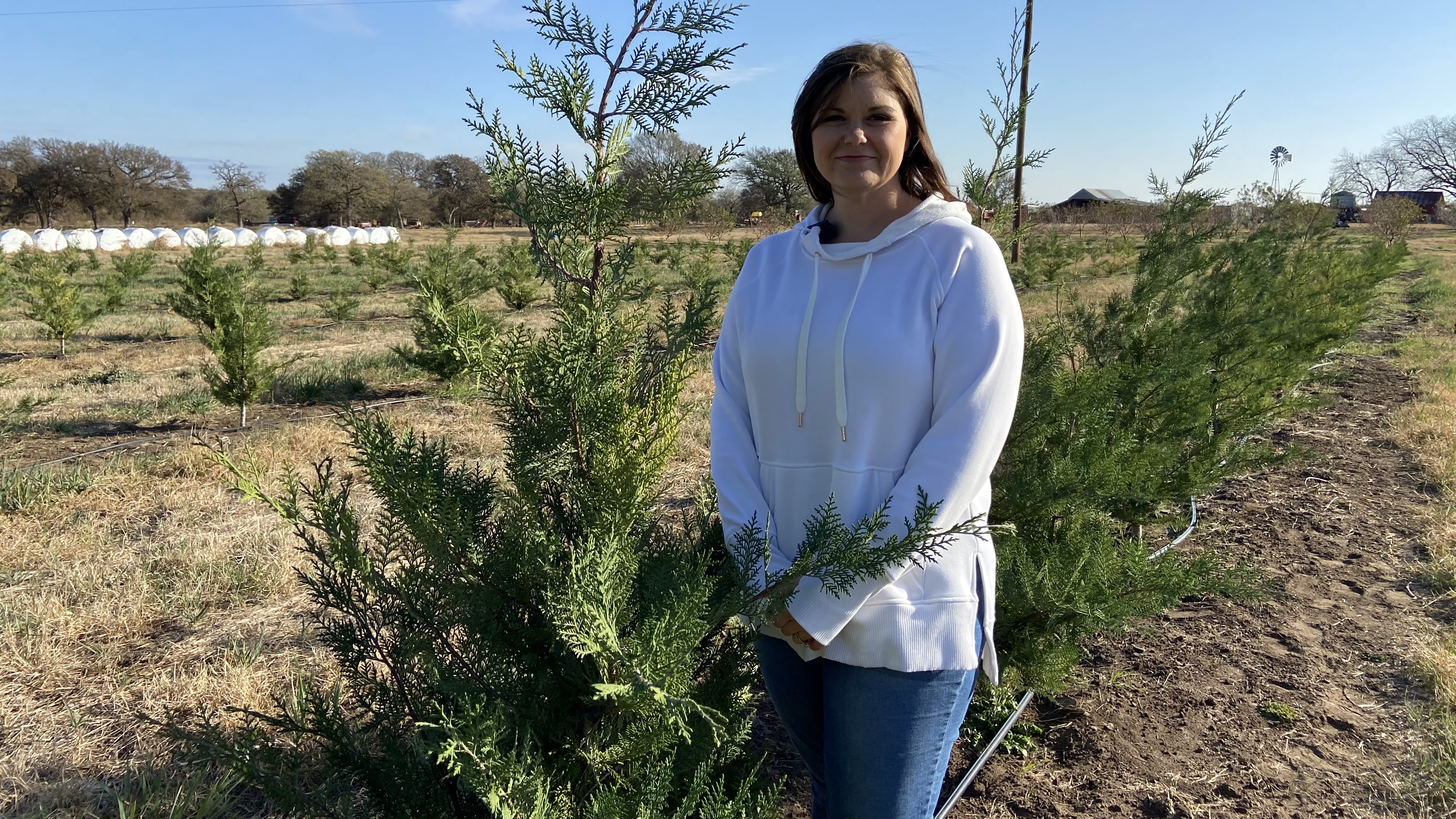 Lindsey Jenschke stands near young Christmas trees at Jenschke Orchards in Fredricksburg, Texas. (Spectrum News 1)