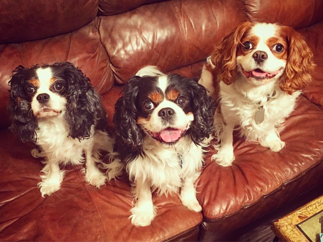 Bella, Derecho and Stark sit on the couch.