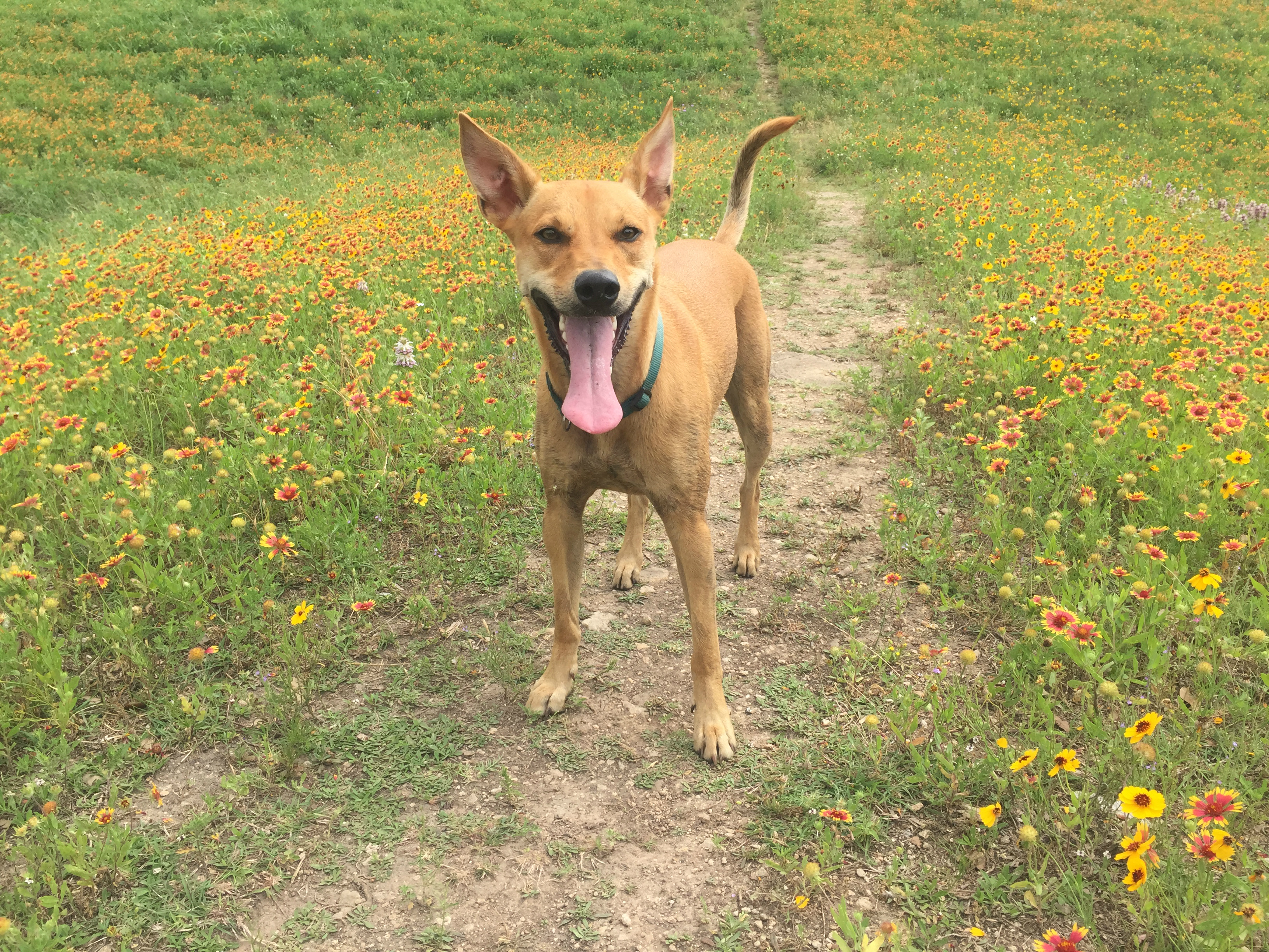 Ella stands in a field with her mouth open.