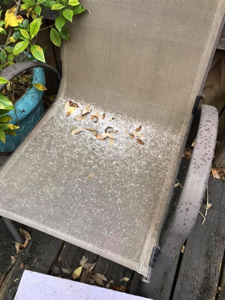 Sleet captured gathering on a chair outside a home in Barton Hills. 