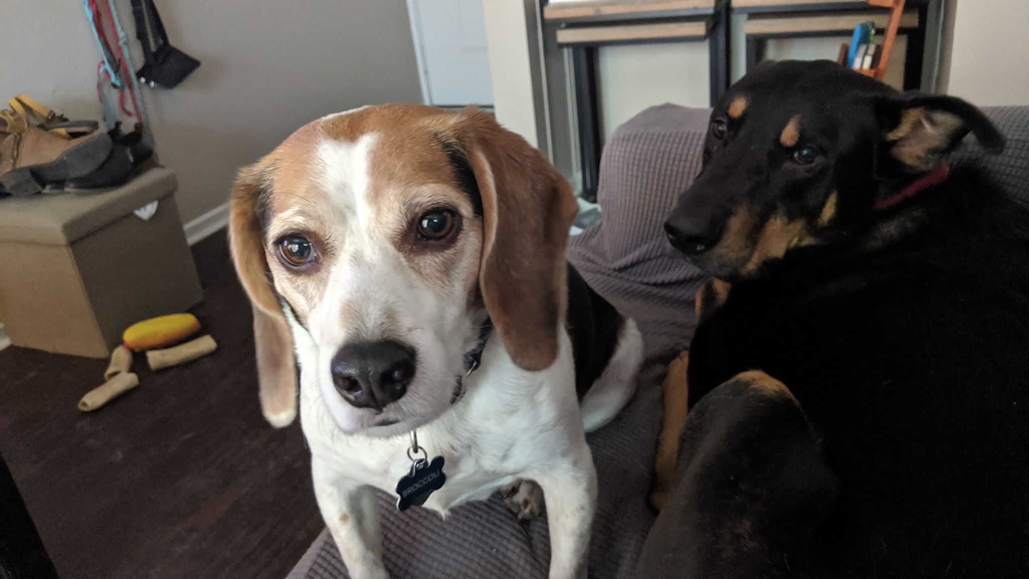 Broccoli and Dixon hang out on the couch