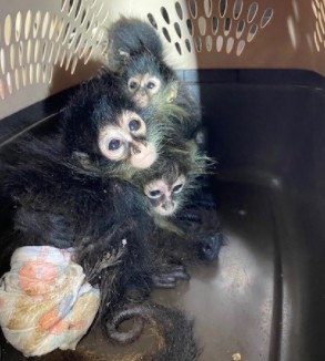 Four spider monkeys recovered at the Progreso International Bridge in Progreso, Texas, in this image from Dec. 30, 2021. (U.S. Customs and Border Protection)