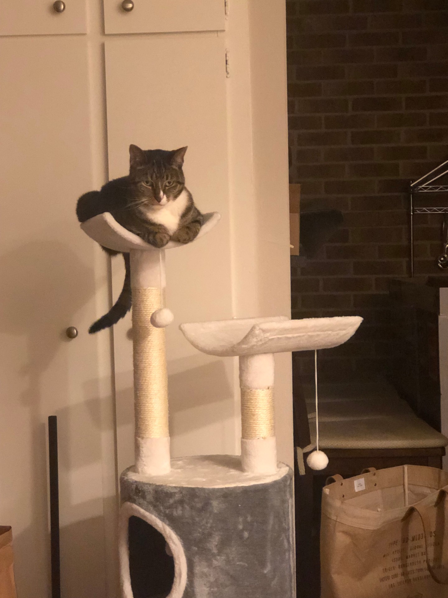 Photo of a cat on a kitty condo