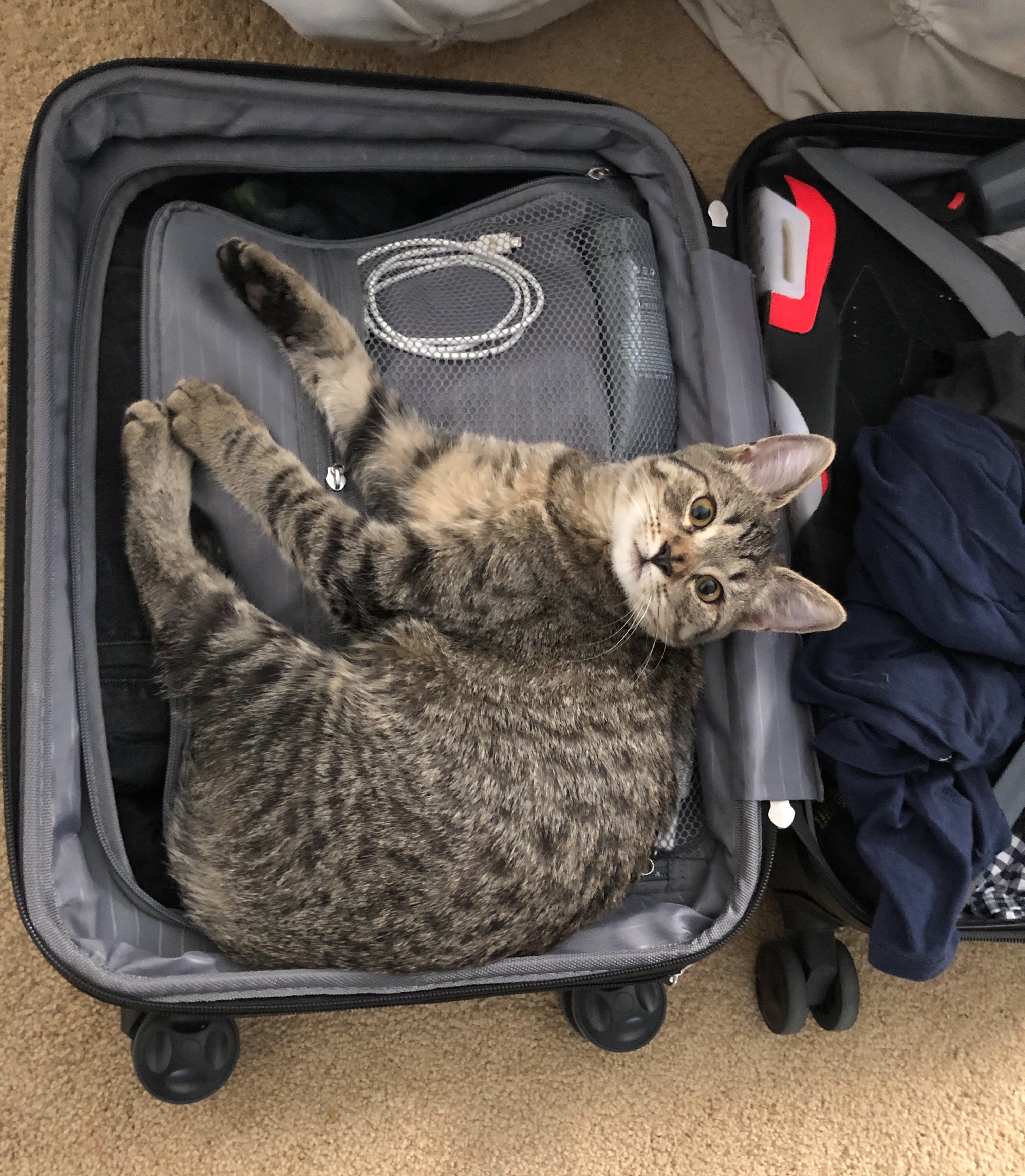 Photo of a cat in a suitcase