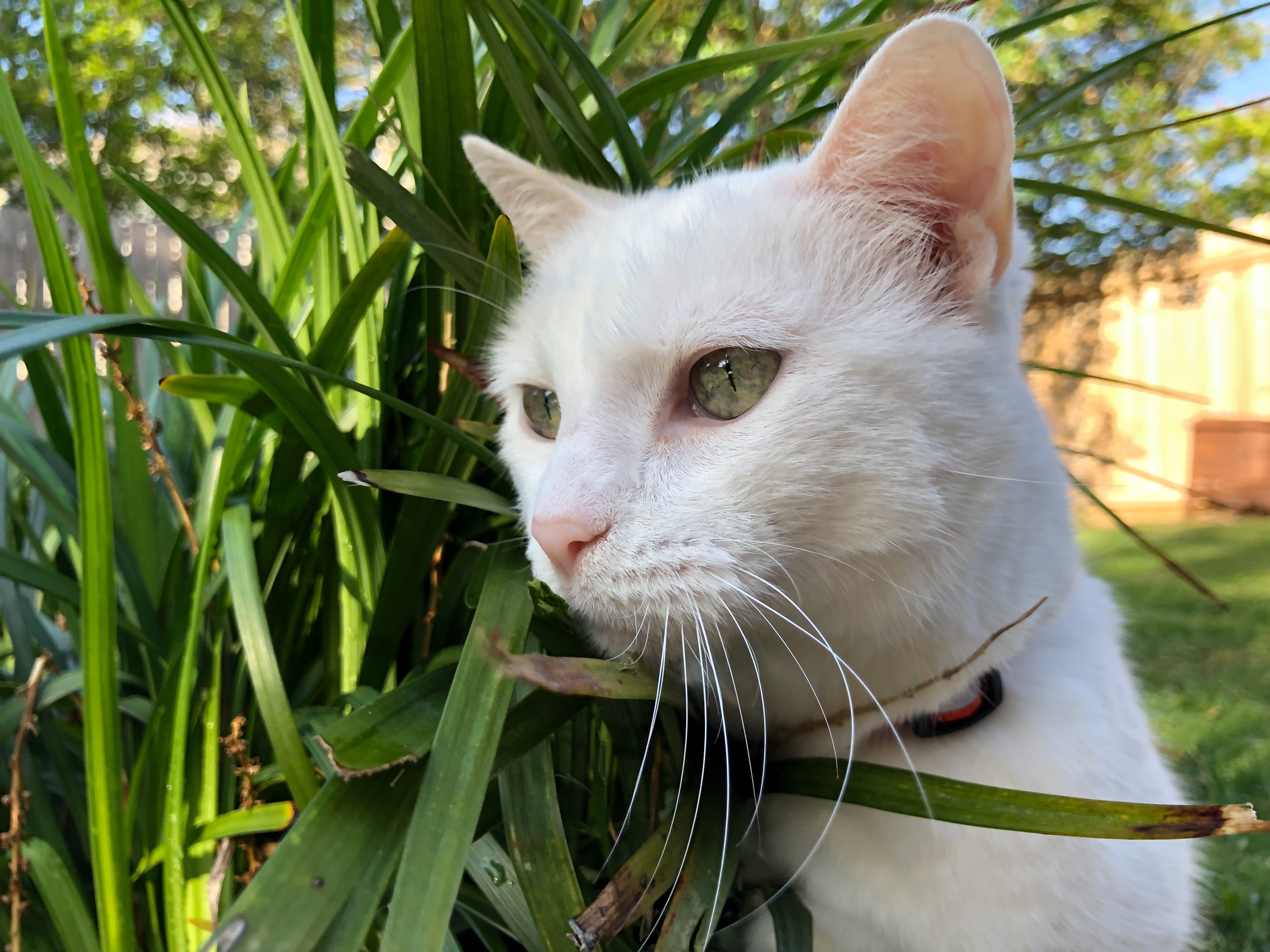 Photo of a cat near a plant